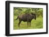 Blue wildebeest, Kruger National Park, South Africa-David Wall-Framed Photographic Print