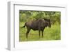 Blue wildebeest, Kruger National Park, South Africa-David Wall-Framed Photographic Print