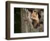 USA, Minnesota, Minnesota Wildlife Connection. Red Fox in a tree.-Wendy Kaveney-Framed Photographic Print