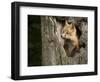 USA, Minnesota, Minnesota Wildlife Connection. Red Fox in a tree.-Wendy Kaveney-Framed Photographic Print