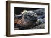 Galapagos Islands, Ecuador, Floreana Island. Marine Iguana Meditating-Mark Williford-Framed Photographic Print