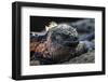 Galapagos Islands, Ecuador, Floreana Island. Marine Iguana Meditating-Mark Williford-Framed Photographic Print