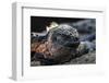 Galapagos Islands, Ecuador, Floreana Island. Marine Iguana Meditating-Mark Williford-Framed Photographic Print