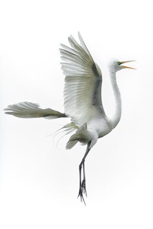 Photographic Print, , small