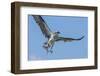 Osprey with Saltwater Catfish in Florida Bay, Everglades National Park, Florida-Maresa Pryor-Framed Photographic Print