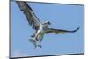 Osprey with Saltwater Catfish in Florida Bay, Everglades National Park, Florida-Maresa Pryor-Mounted Photographic Print