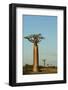 Madagascar, Morondava, Baobab Alley, View on Adansonia Grandidieri-Anthony Asael-Framed Photographic Print