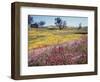 California, Cleveland Nf, Owls Clover and Phlox-Christopher Talbot Frank-Framed Photographic Print