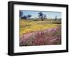 California, Cleveland Nf, Owls Clover and Phlox-Christopher Talbot Frank-Framed Photographic Print