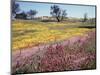 California, Cleveland Nf, Owls Clover and Phlox-Christopher Talbot Frank-Mounted Photographic Print