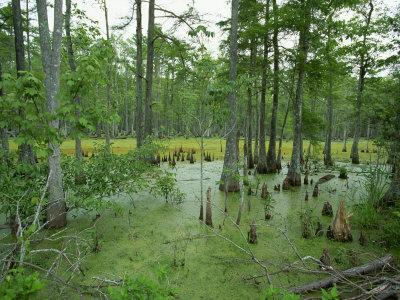 Photographic Print, , small