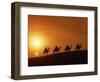 Riders Silhouetted on Camels at Sunset, Giza, Cairo, Egypt, North Africa, Africa-Nigel Francis-Framed Photographic Print