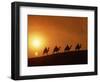 Riders Silhouetted on Camels at Sunset, Giza, Cairo, Egypt, North Africa, Africa-Nigel Francis-Framed Photographic Print