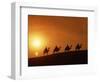 Riders Silhouetted on Camels at Sunset, Giza, Cairo, Egypt, North Africa, Africa-Nigel Francis-Framed Photographic Print