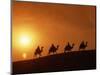 Riders Silhouetted on Camels at Sunset, Giza, Cairo, Egypt, North Africa, Africa-Nigel Francis-Mounted Photographic Print