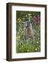 Yellow-Bellied Marmot Among Wildflowers, San Juan Nat'l Forest, Colorado, USA-James Hager-Framed Photographic Print