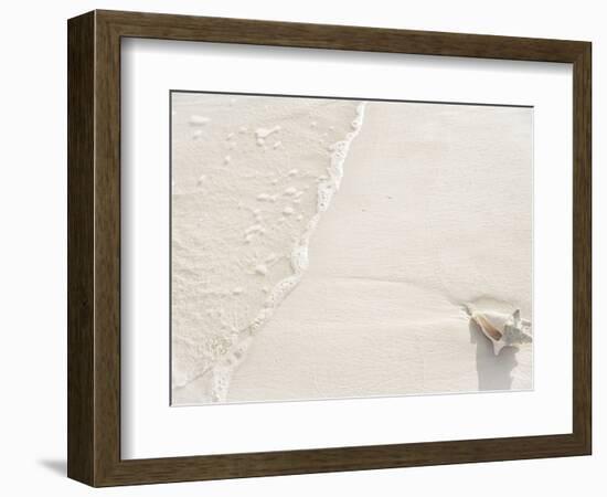 Conch Shell Washed Up on Grace Bay Beach, Providenciales, Turks and Caicos Islands, West Indies-Kim Walker-Framed Photographic Print