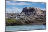 South American Terns (Sterna Hirundinacea) Near Rio Deseado-Michael Nolan-Mounted Photographic Print