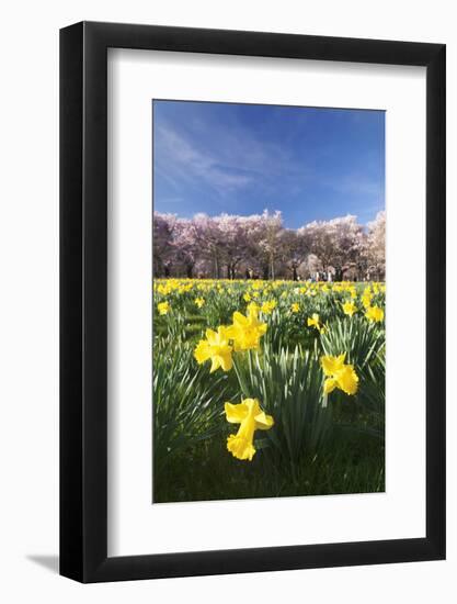 Cherry Blossom and Narcissi Blossom, Palace Garden, Schloss Schwetzingen Palace-Markus Lange-Framed Photographic Print