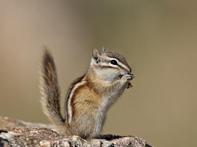 Photographic Print, , small