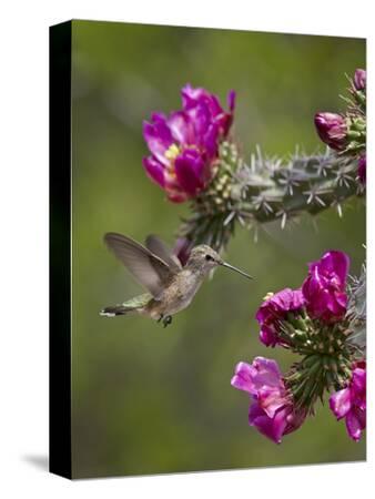 Stretched Canvas Print, , small