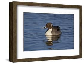 Northern Pintail (Anas Acuta) Male Swimming-James Hager-Framed Photographic Print