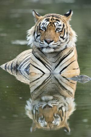 Photographic Print, , small