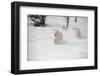 Arctic Wolf (Canis Lupus Arctos), Montana, United States of America, North America-Janette Hil-Framed Photographic Print