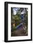 Jardin Majorelle, Owned by Yves St. Laurent, Marrakech, Morocco, North Africa, Africa-Stephen Studd-Framed Photographic Print