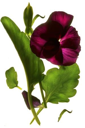 Photographic Print, , small