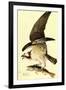 Audubon Osprey Bird-null-Framed Art Print