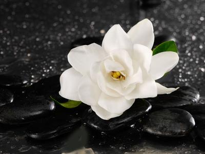 Premium Photographic Print, , small