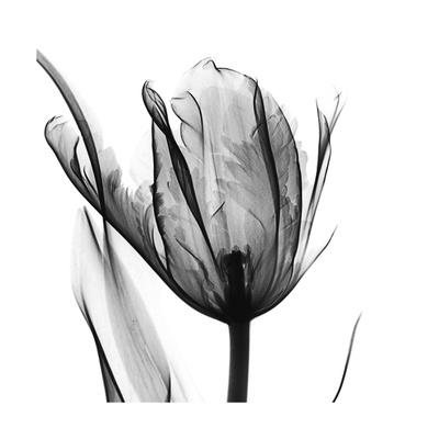 Premium Giclee Print, , small