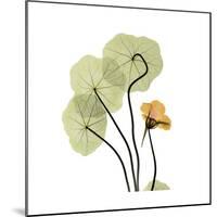 Nasturtium 1-Albert Koetsier-Mounted Premium Giclee Print