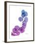 Eucalyptus in Purp-Albert Koetsier-Framed Premium Giclee Print