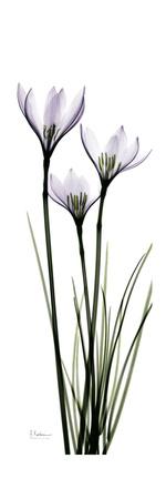 Premium Giclee Print, , small