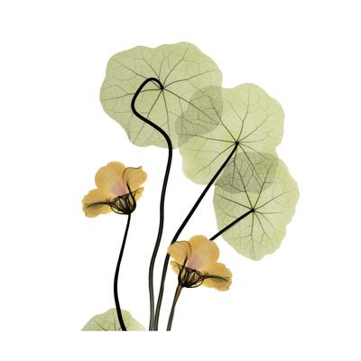 Premium Giclee Print, , small