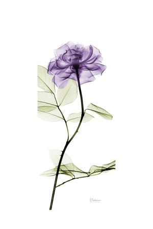 Premium Giclee Print, , small