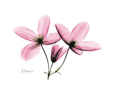 Premium Giclee Print, , small