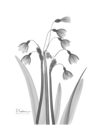 Premium Giclee Print, , small