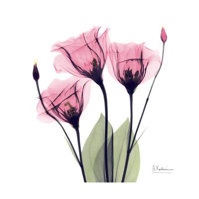 Premium Giclee Print, , small