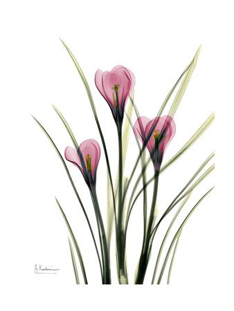 Premium Giclee Print, , small