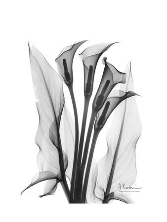 Premium Giclee Print, , small
