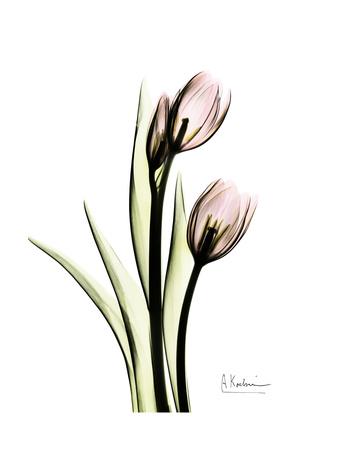 Premium Giclee Print, , small