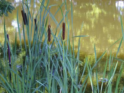 Premium Photographic Print, , small