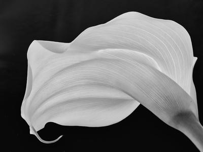 Premium Photographic Print, , small