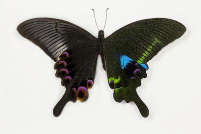 Photographic Print, , small