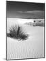 USA, New Mexico, White Sands National Monument. Bush in Desert Sand-Dennis Flaherty-Mounted Photographic Print