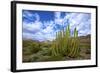 Organ Pipe Cactus NM, Saguaro and Organ Pipe Cactus to the Ajo Mts-Richard Wright-Framed Photographic Print