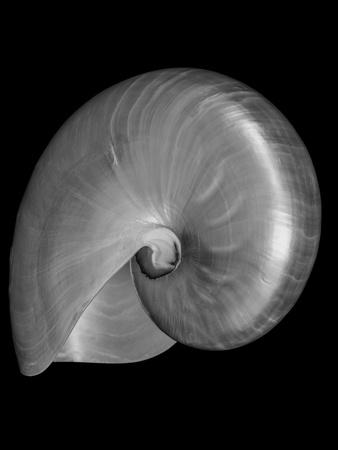 Premium Photographic Print, , small